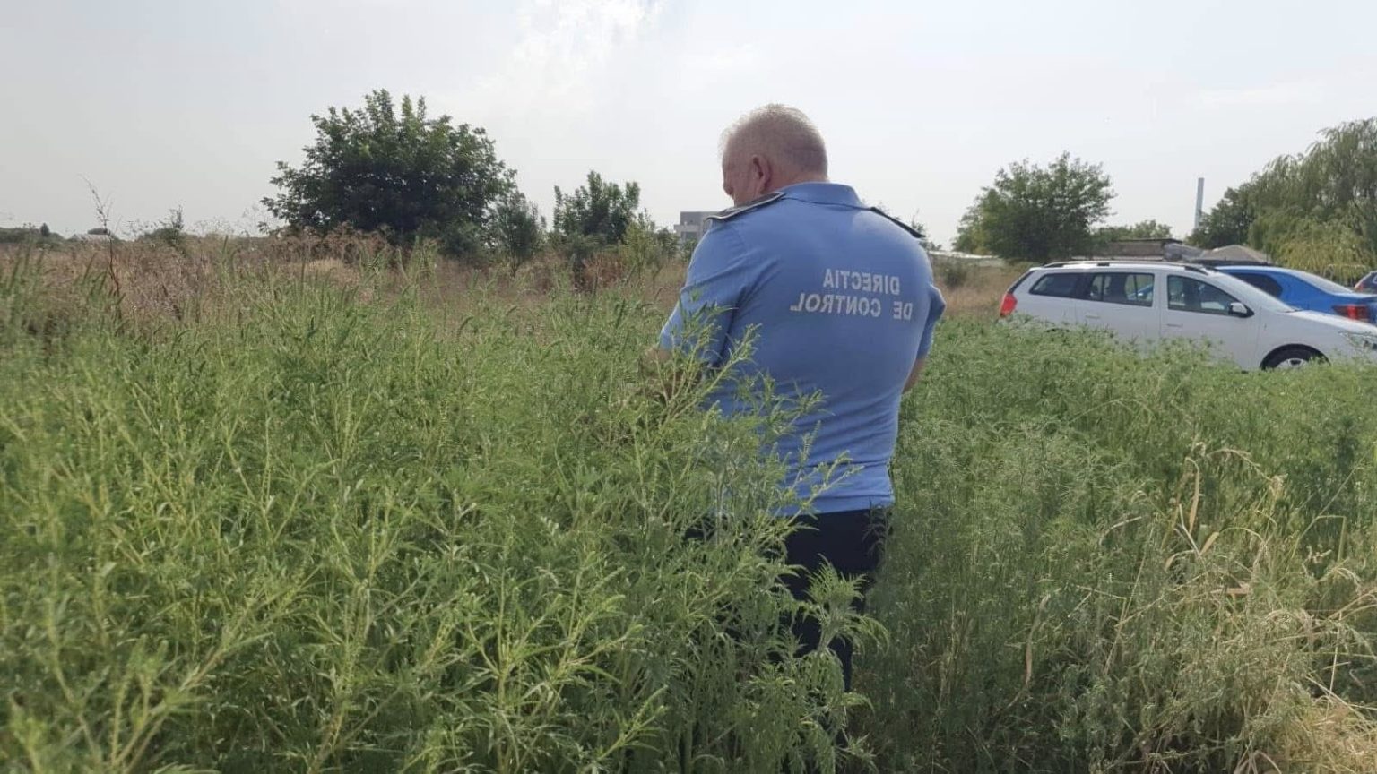 ambrozia sub lupa autoritatilor amenzi mari in sectorul 5 pentru nerespectarea legii 6835b2ed131cf