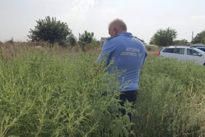 ambrozia sub lupa autoritatilor amenzi mari in sectorul 5 pentru nerespectarea legii 6835b2ed131cf