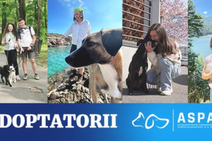 aspa lanseaza comunitatea adoptatorilor un grup special pentru iubitorii de catei adoptati 683184c753749