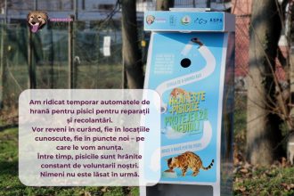 automatele de hrana pentru pisici retrase temporar pentru reparatii si reconditionare voluntarii asociatiei sache continua hranirea animalelor 682c69307e9a9