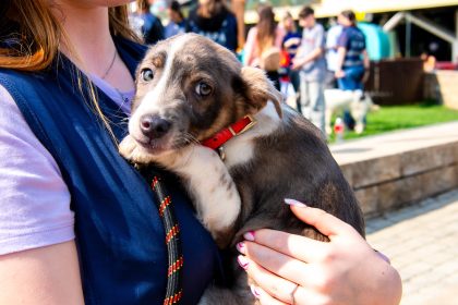 calendarul sterilizarilor gratuite pentru caini si pisici de rasa comuna aspa bucuresti anunta programul pentru saptamana aceasta 682d9d69c4749