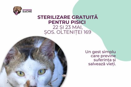 campanie de sterilizare gratuita pentru pisici pe 22 23 mai in sector 4 682dcd70e43fb