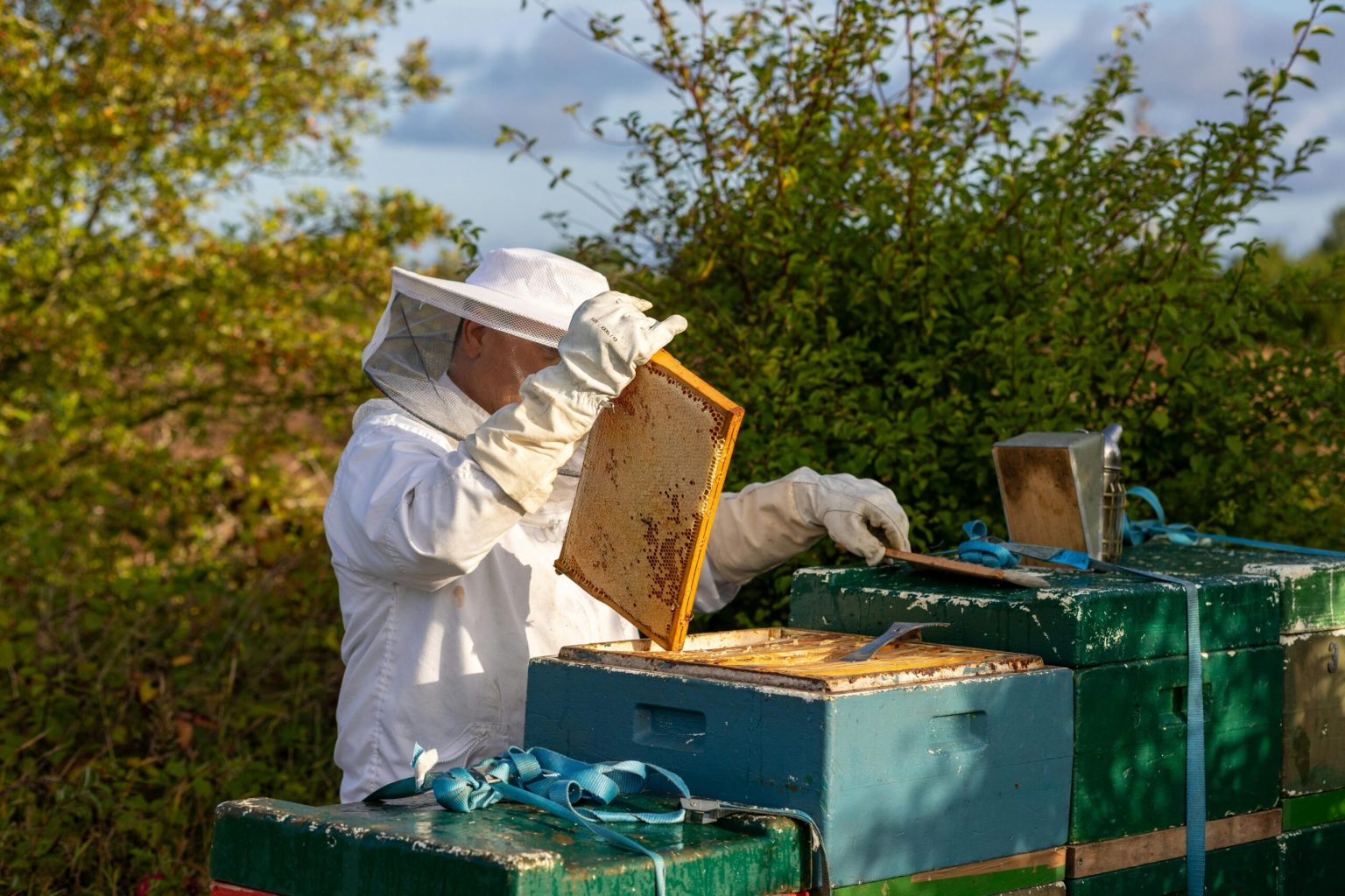 cat de des trebuie inspectati stupii 682591b39c1e7