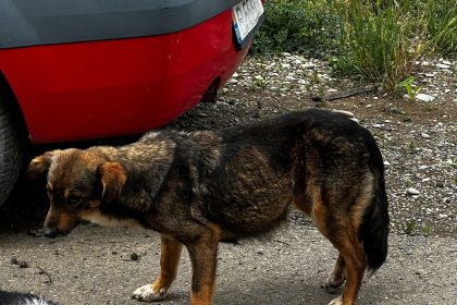 catelusa salvata de pe strada in gradistea cu un lat strans in jurul burtii interventie de urgenta a protectiei animalelor ilfov 68251c811bf6c