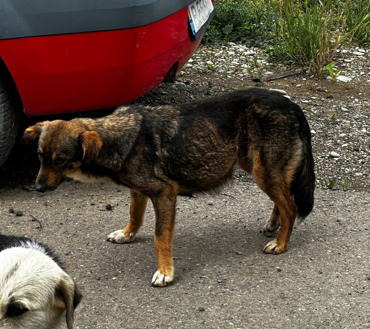 catelusa salvata de pe strada in gradistea cu un lat strans in jurul burtii interventie de urgenta a protectiei animalelor ilfov 68251c811bf6c