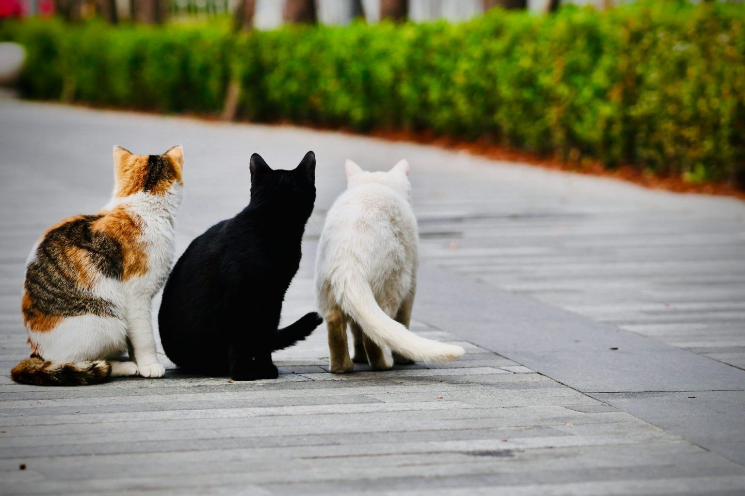 cimitire pentru animale in bucuresti cat costa sa ti ingropi cainele pisica sau hamsterul 68251459b16dc