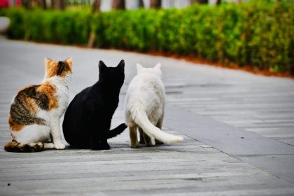 cimitire pentru animale in bucuresti cat costa sa ti ingropi cainele pisica sau hamsterul 68251459b16dc