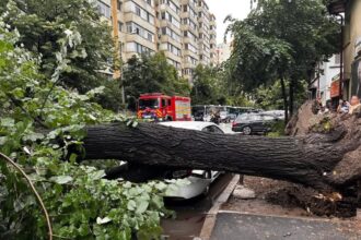 copac doborat de vant peste o masina in sectorul 2 683a8611b8d48