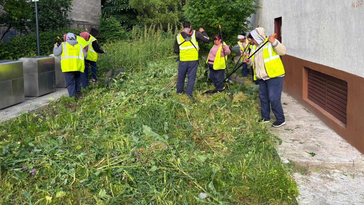 foto a inceput campania de combatere a ambroziei bucurestenii sunt obligati sa scape de buruiana care le creste in curte reaminteste adpdu sector 6 682514514bbea