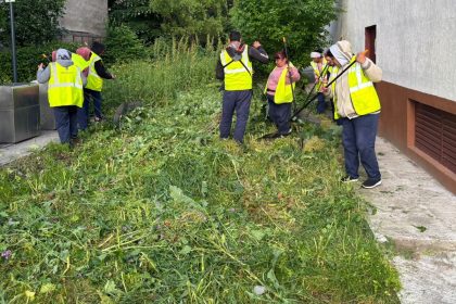 foto a inceput campania de combatere a ambroziei bucurestenii sunt obligati sa scape de buruiana care le creste in curte reaminteste adpdu sector 6 682514514bbea