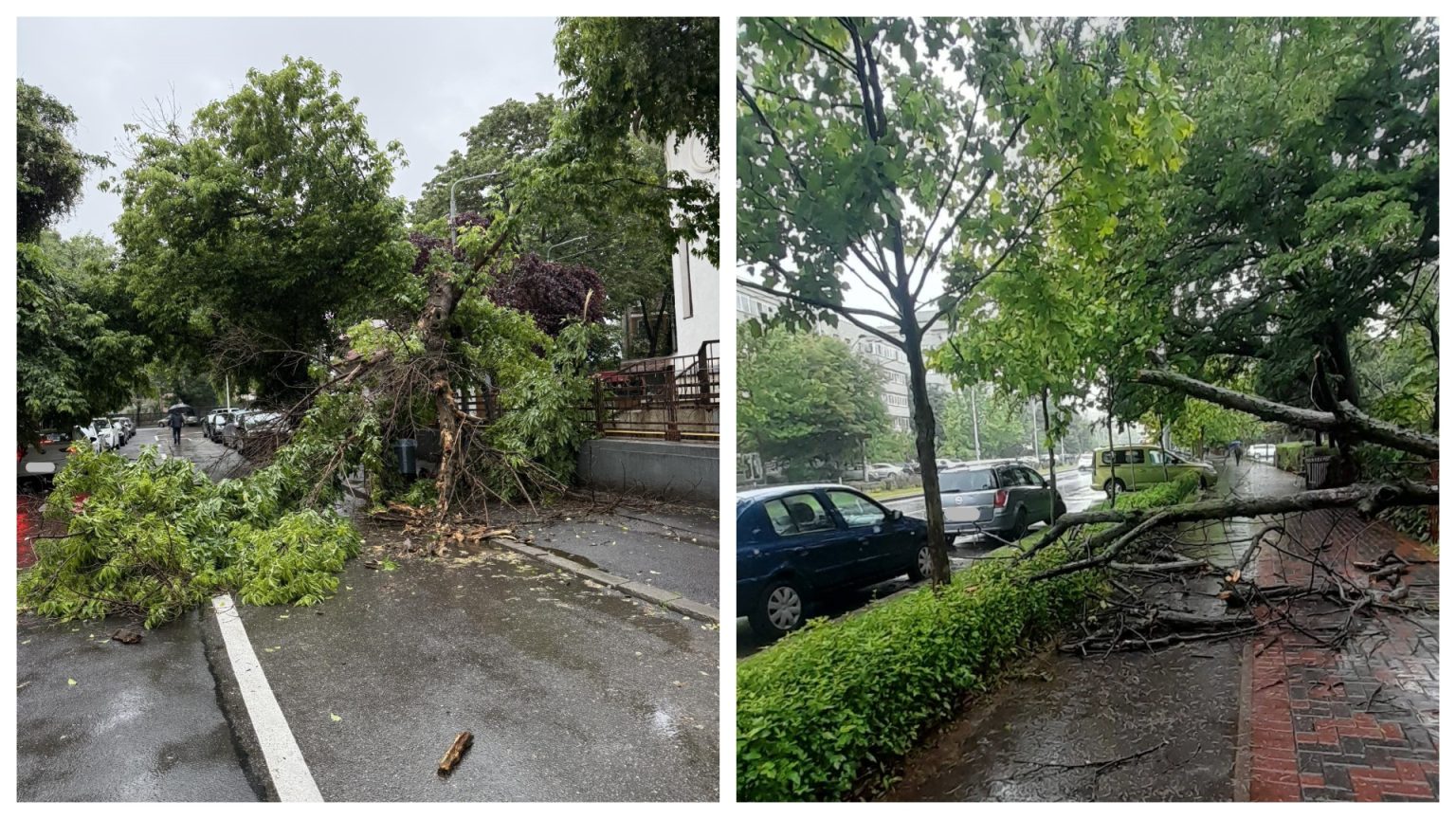 foto cad copaci intr o veselie in bucuresti pomi prabusiti pe trotuare si sosele prin tot orasul incidente pe giulesti matasari liviu rebreanu si lista ramane deschisa 68340f6c99bf1