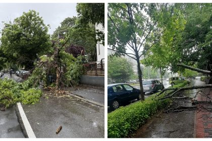 foto cad copaci intr o veselie in bucuresti pomi prabusiti pe trotuare si sosele prin tot orasul incidente pe giulesti matasari liviu rebreanu si lista ramane deschisa 68340f6c99bf1