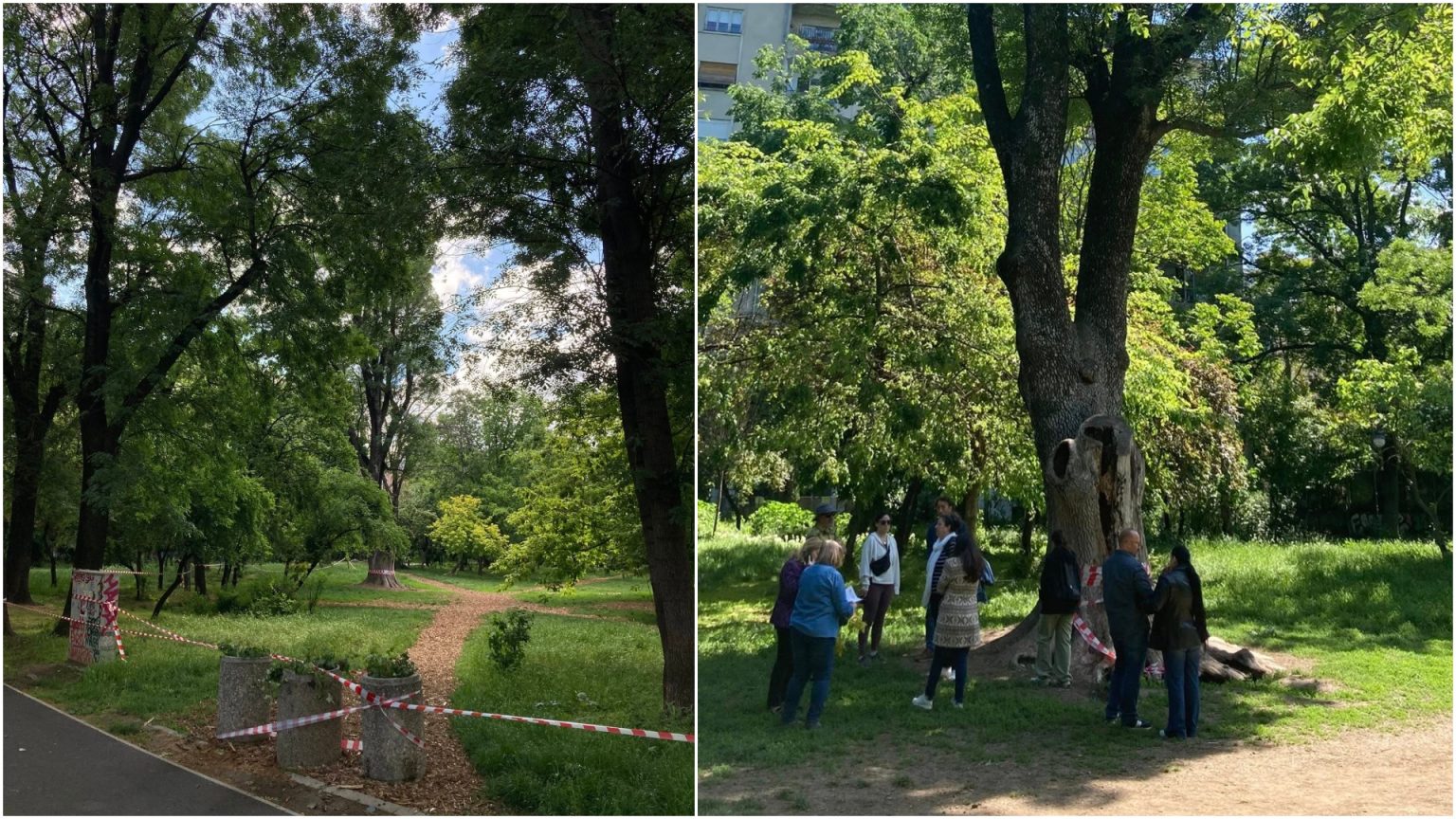 foto misiune de salvare a frasinului secular din cismigiu incendiat luna trecuta e probabil cel mai batran din parcf09f8cb3va rugam sa ocoliti zona imprejmuita 68271526cde3b