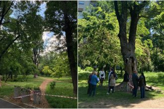 foto misiune de salvare a frasinului secular din cismigiu incendiat luna trecuta e probabil cel mai batran din parcf09f8cb3va rugam sa ocoliti zona imprejmuita 68271526cde3b