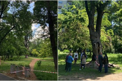 foto misiune de salvare a frasinului secular din cismigiu incendiat luna trecuta e probabil cel mai batran din parcf09f8cb3va rugam sa ocoliti zona imprejmuita 68271526cde3b