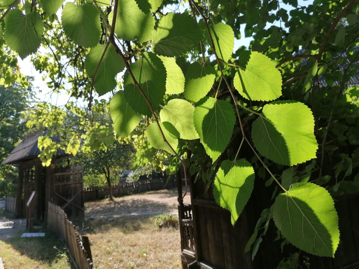 muzeul national al satului nu va participa la evenimentul noaptea muzeelor programul din acest weekend 6827254ee9075