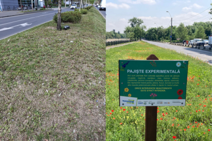 pajistea experimentala cu flori diverse si bondari care face de ras scuarul chelit din sectorul 1 6825a9652d99b