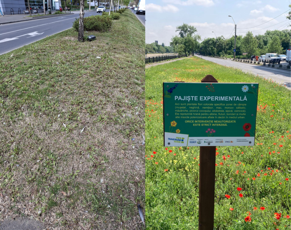pajistea experimentala cu flori diverse si bondari care face de ras scuarul chelit din sectorul 1 6825a9652d99b