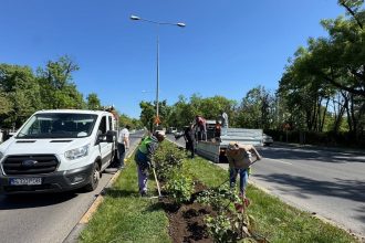 primariile de sector se lauda cu inverzirea orasului campanie de plantari in mai multe zone ale capitalei 682515f10115e