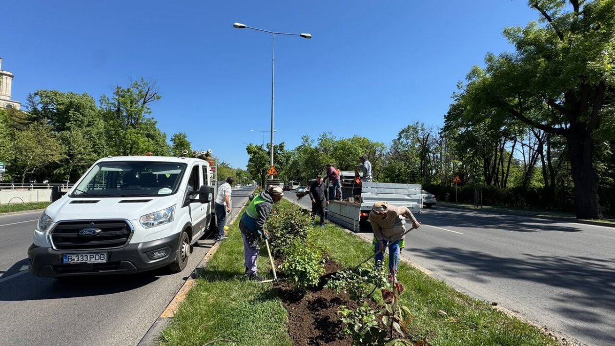 primariile de sector se lauda cu inverzirea orasului campanie de plantari in mai multe zone ale capitalei 682515f10115e