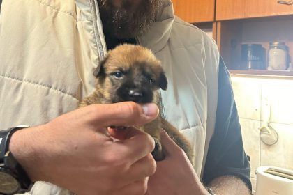 protectia animalelor cj ilfov organizeaza prima dezbatere nationala privind respectul fata de animale in scoli 682dc3551d4d2