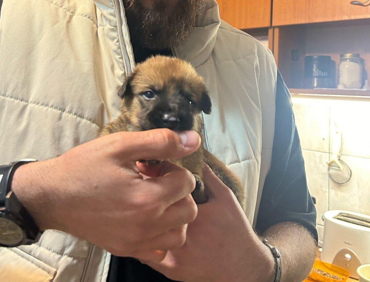 protectia animalelor cj ilfov organizeaza prima dezbatere nationala privind respectul fata de animale in scoli 682dc3551d4d2