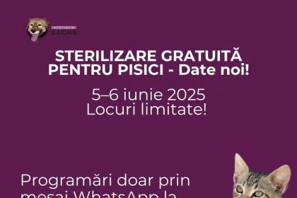 sterilizari gratuite pentru pisici pe 5 6 iunie o noua campanie lansata de asociatia sache vet 68301dadc9756