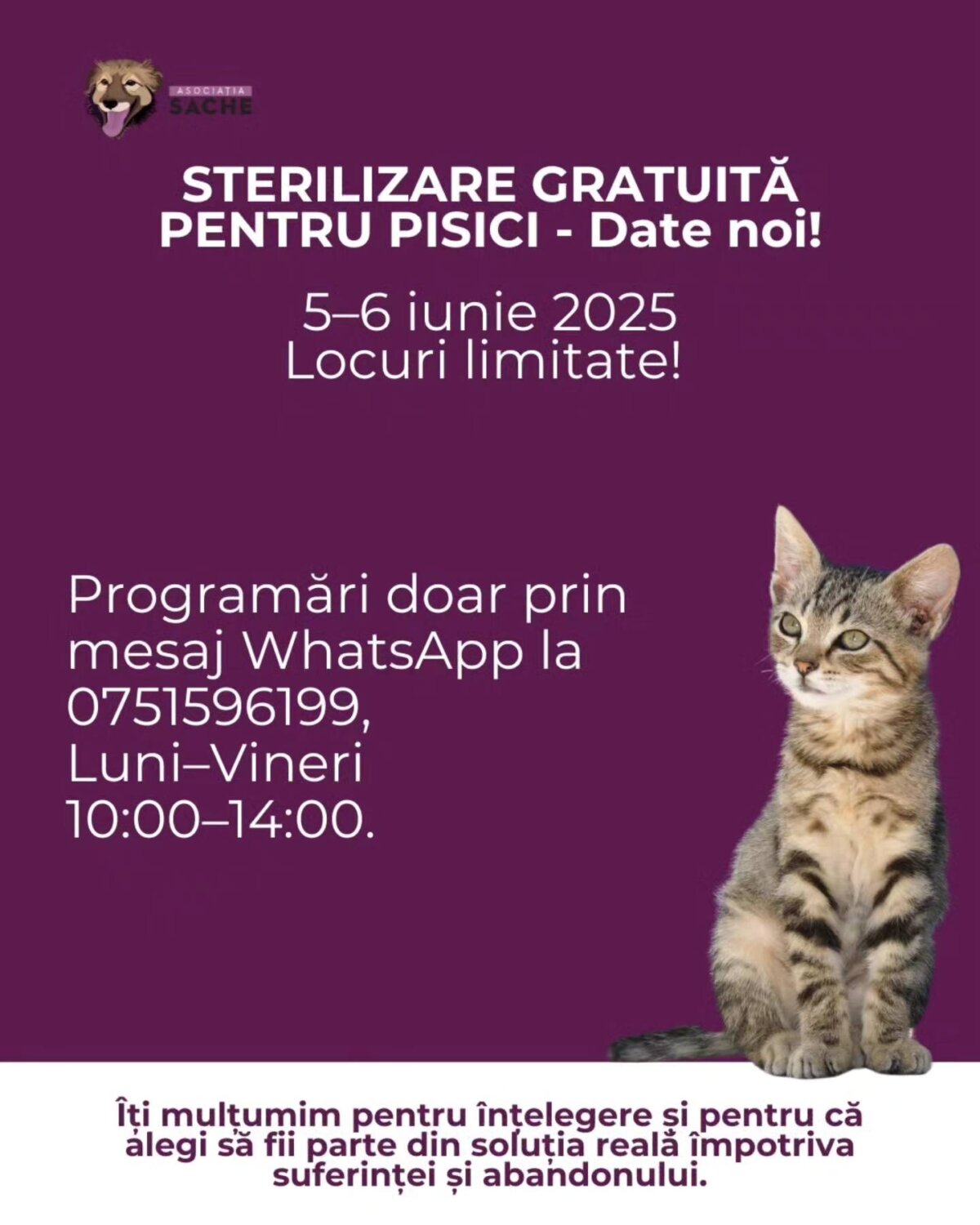 sterilizari gratuite pentru pisici pe 5 6 iunie o noua campanie lansata de asociatia sache vet 68301dadc9756