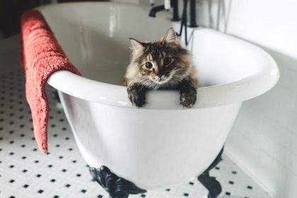 termo status neplacut 1000 de blocuri sunt afectate de avariile si santierele cmteb o parte dintre bucuresteni nu au apa calda deloc ceilalti primesc sub parametri 683028fe3a14c