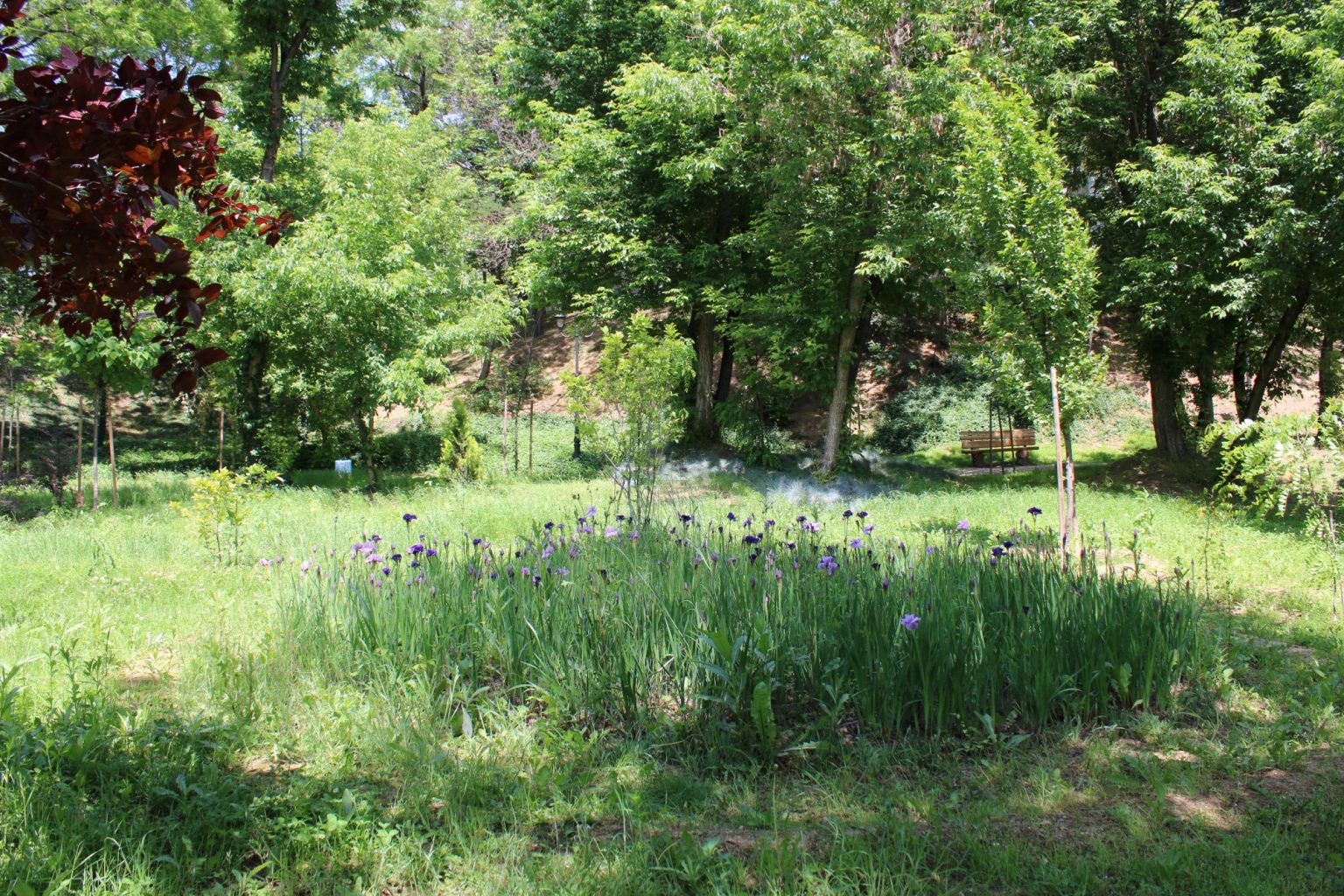 tratamente de combatere a capuselor in toate sectoarele capitalei 6825145172f38