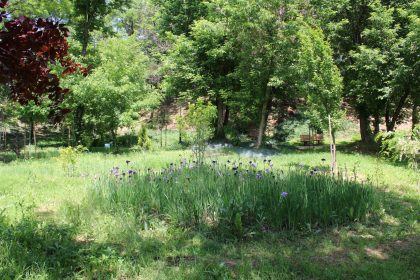 tratamente de combatere a capuselor in toate sectoarele capitalei 6825145172f38