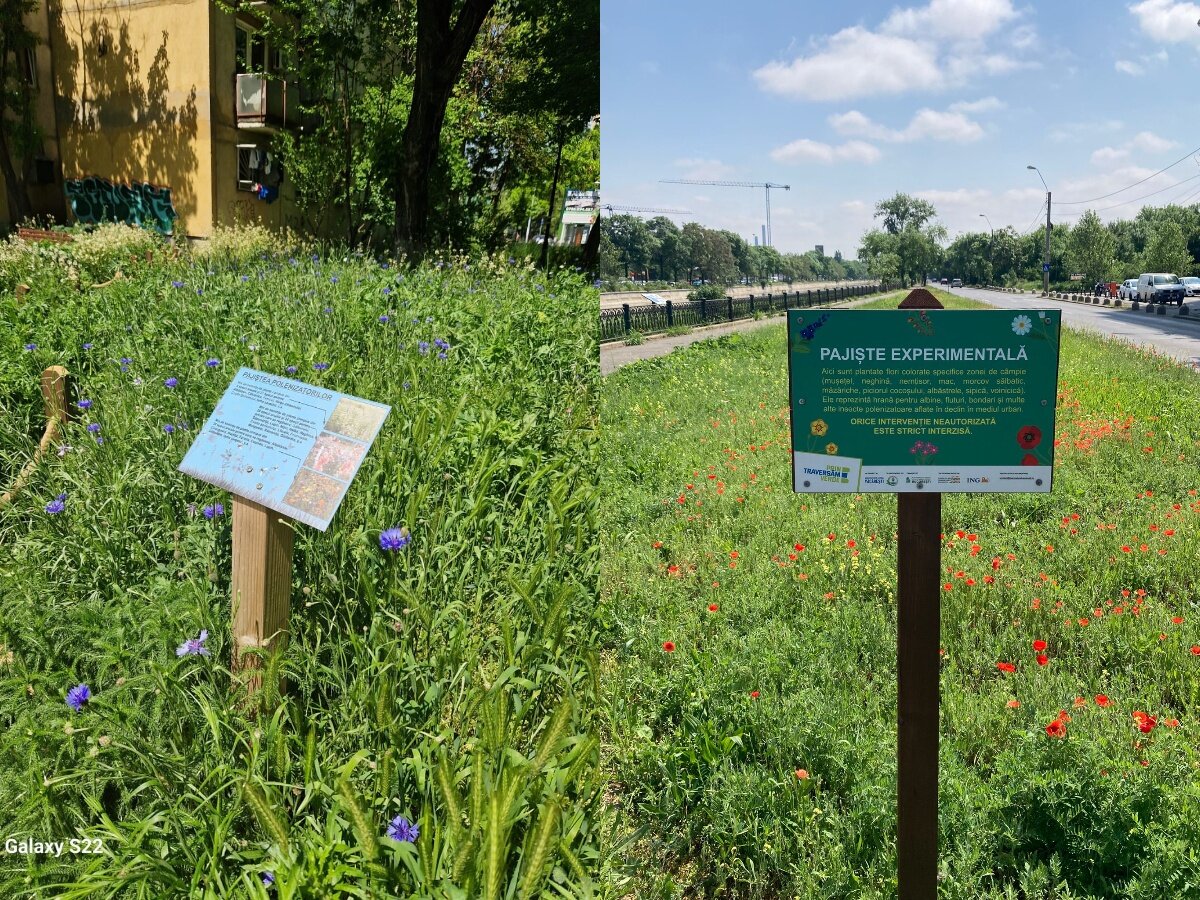 unde sunt amenajate pajistile urbane ale capitalei practica adusa in bucuresti de societatea civila acceptata tacit si de autoritati 682515f505358