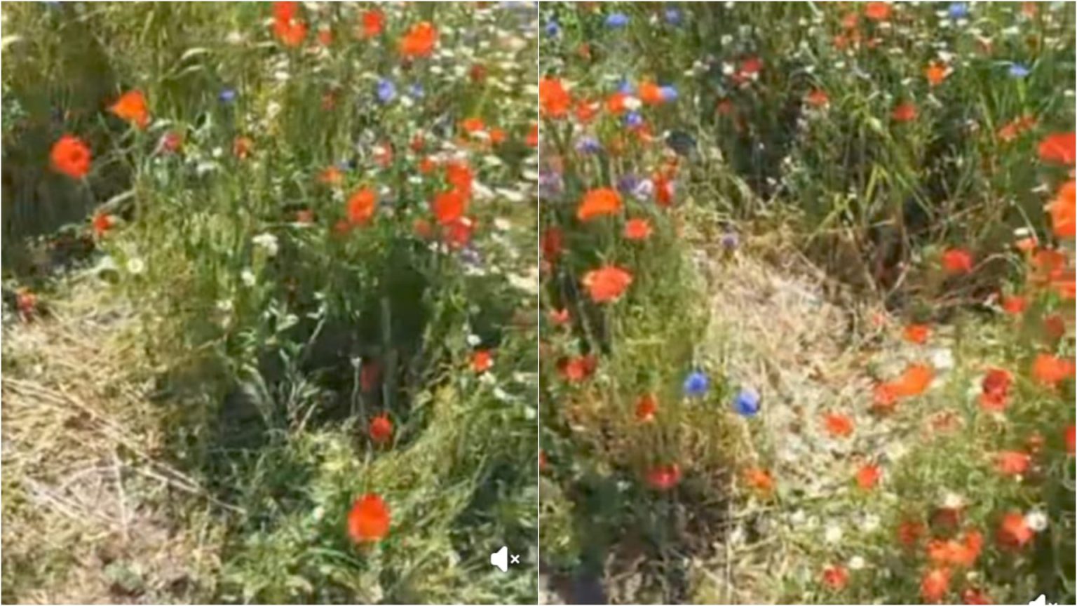 video au calcat pe flori de au facut poteca sa si faca poze de insta cu flori alte necazuri pe pajistea de pe soseaua virtutii 682cb7ba16be4