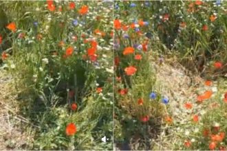 video au calcat pe flori de au facut poteca sa si faca poze de insta cu flori alte necazuri pe pajistea de pe soseaua virtutii 682cb7ba16be4