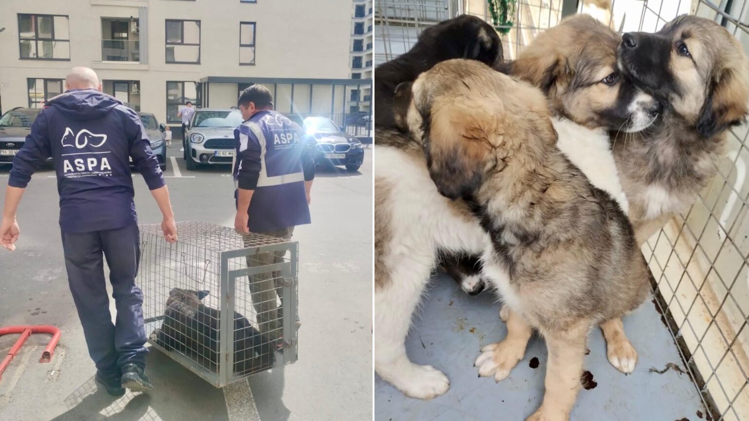 40 de caini au ajuns intr o singura zi in adapostul aspa mihailesti reprezentantii trag un semnal de alarma puii nedoriti devin urmatoarea generatie de caini fara stapan 683ef5ac9ea83