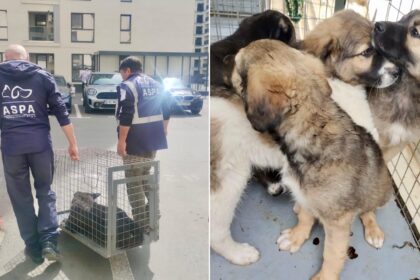 40 de caini au ajuns intr o singura zi in adapostul aspa mihailesti reprezentantii trag un semnal de alarma puii nedoriti devin urmatoarea generatie de caini fara stapan 683ef5ac9ea83