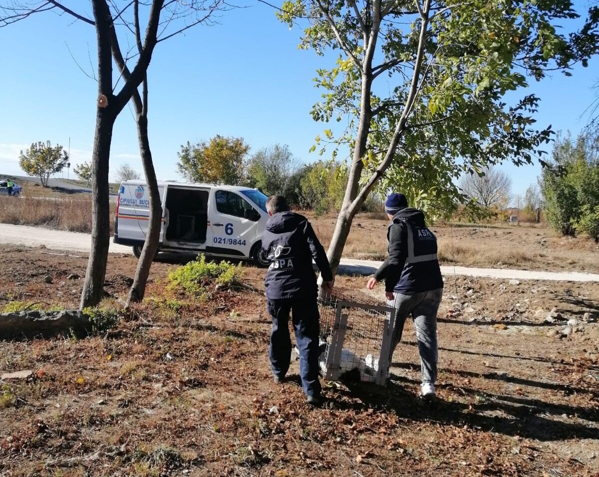 aspa peste 250 de caini ridicati de pe domeniul public in luna mai cei mai multi in sectorul 5 683fc4529ae40