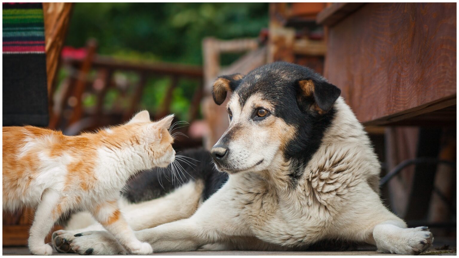 blanosii vin weekendul viitor in parcul obor la targ de adoptii organizat de ps2 cainii si pisicutele asteapta sa isi gaseasca familii iubitoare 68400c88d4518