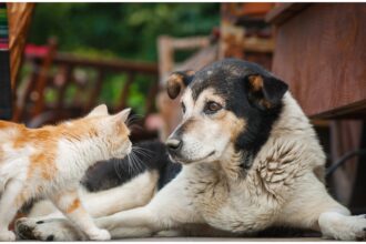 blanosii vin weekendul viitor in parcul obor la targ de adoptii organizat de ps2 cainii si pisicutele asteapta sa isi gaseasca familii iubitoare 68400c88d4518