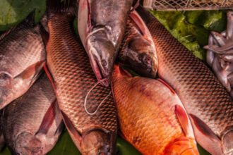 pasiune de microbist un norvegian a dat cinci kilograme de peste pentru un bilet la meciul bodo glimt tottenham 6844b0961497c