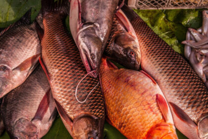 pasiune de microbist un norvegian a dat cinci kilograme de peste pentru un bilet la meciul bodo glimt tottenham 6844b0961497c