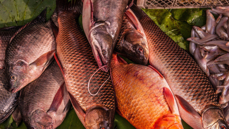 pasiune de microbist un norvegian a dat cinci kilograme de peste pentru un bilet la meciul bodo glimt tottenham 6844b0961497c