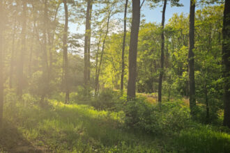 peste 150 de ong uri cer partidelor sa includa in programul de guvernare crearea centurilor verzi in jurul oraselor nu mai avem timp 683f1e2952111