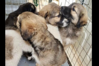 peste 250 de caini ridicati de pe domeniul public in luna mai aspa aminteste de programele gratuite de sterlizare 683ef227990b7