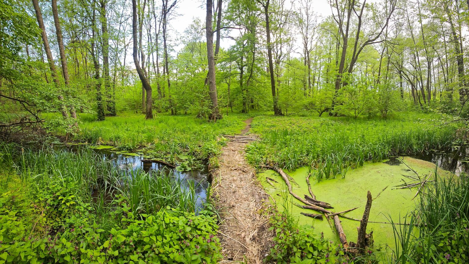 societatea civila solicita includerea centurii verzi bucuresti ilfov in programul de guvernare 683ef2c994b6e