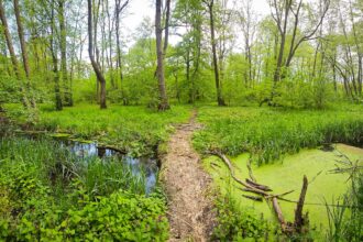 societatea civila solicita includerea centurii verzi bucuresti ilfov in programul de guvernare 683ef2c994b6e