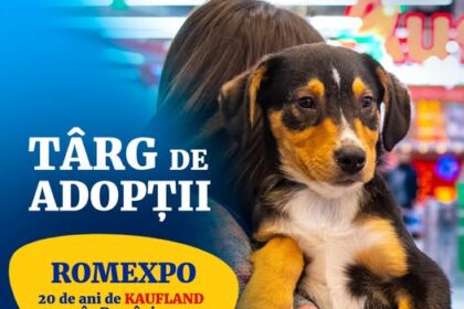 aspa urmatorul targ de adoptii sambata 23 august in cadrul evenimentului 20 de ani de kaufland in romania 689eac3998ecf