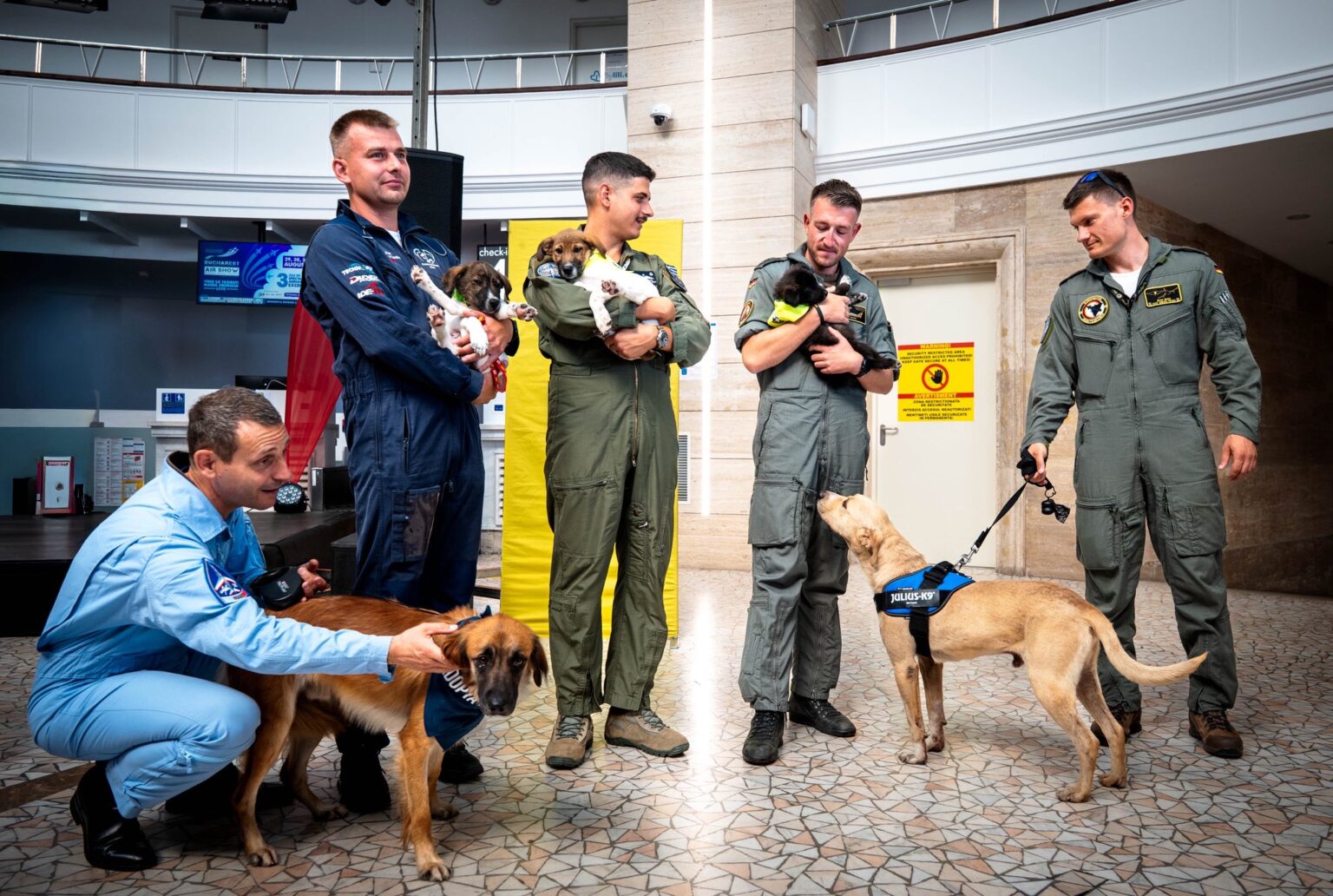 cainii din adaposturi vedete la bucharest international air show mesaj pentru adoptie responsabila 68b41cadd92e4