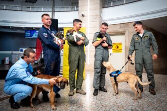 cainii din adaposturi vedete la bucharest international air show mesaj pentru adoptie responsabila 68b41cadd92e4