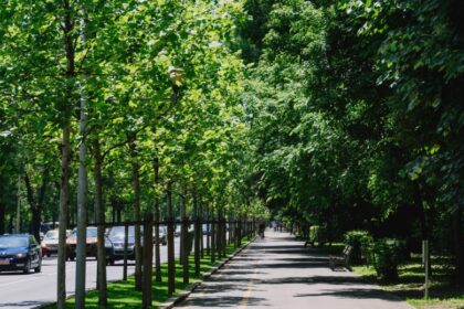 de ce au disparut subit doua benzi de pe kiseleff la muzeul de geologie cum mergi spre victoriei e si aici o termo problema sunt restrictii pana pe 7 septembrie 68aed2b9dde43